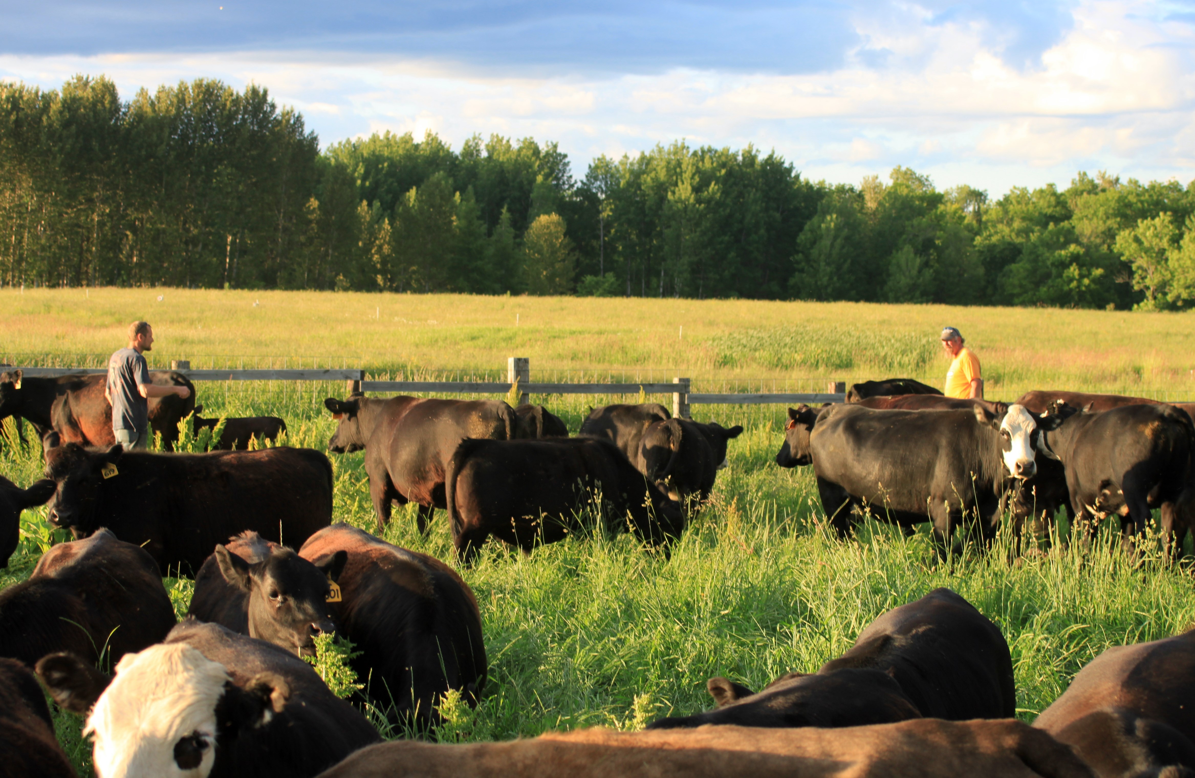Herd of Grass-Fed Beef Cows