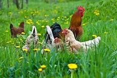 Chickens Grazing