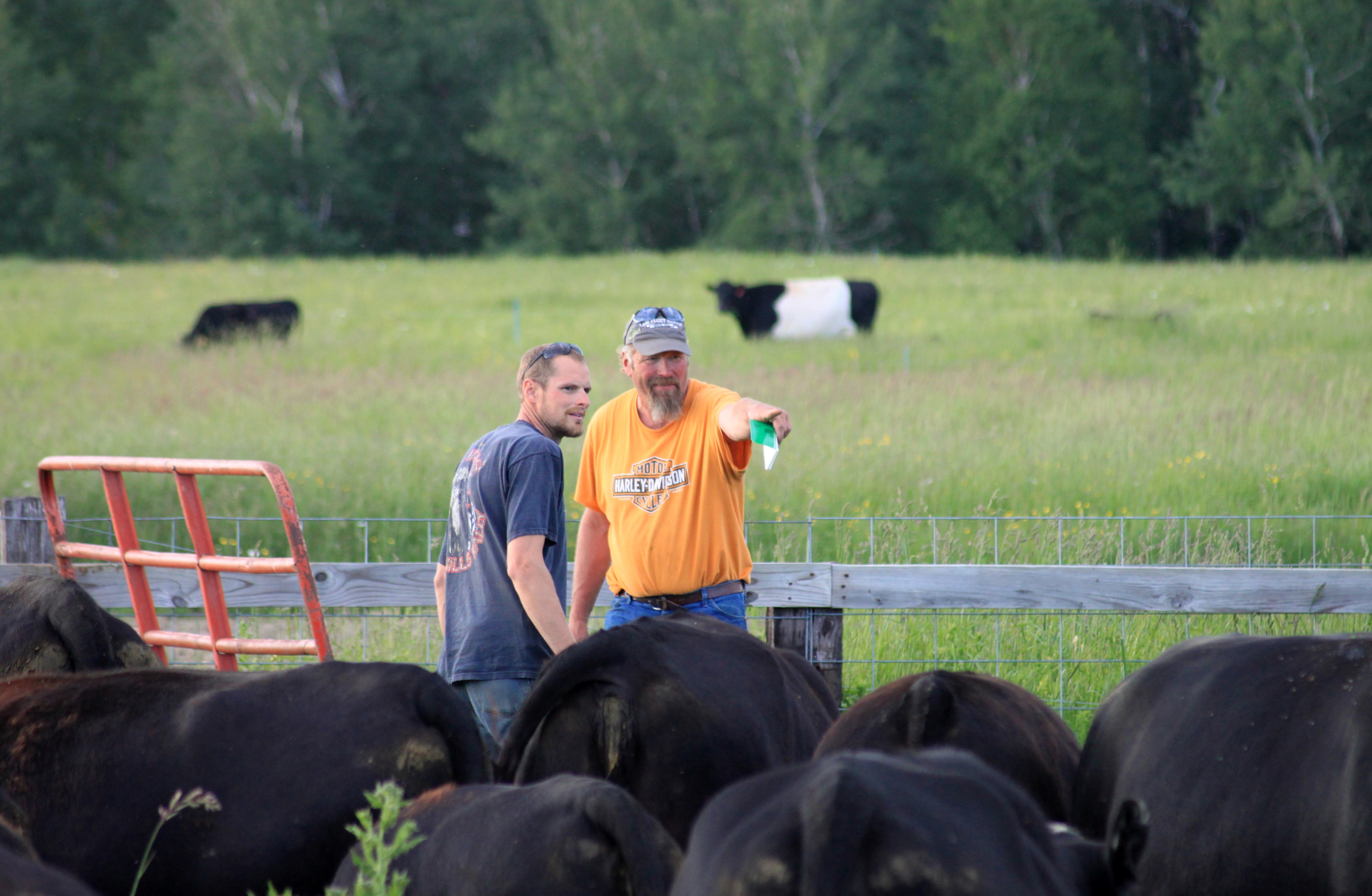 Moving Grass-Fed Beef Cattle