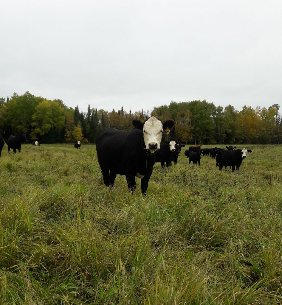 Healthy Grass Fed Beef Heifer