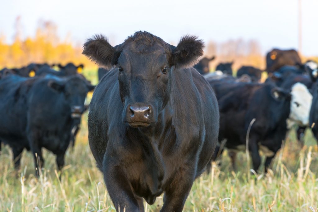 5 Reasons Grass Fed Beef is Worth Your Money – Grass Fed Beef Benefits