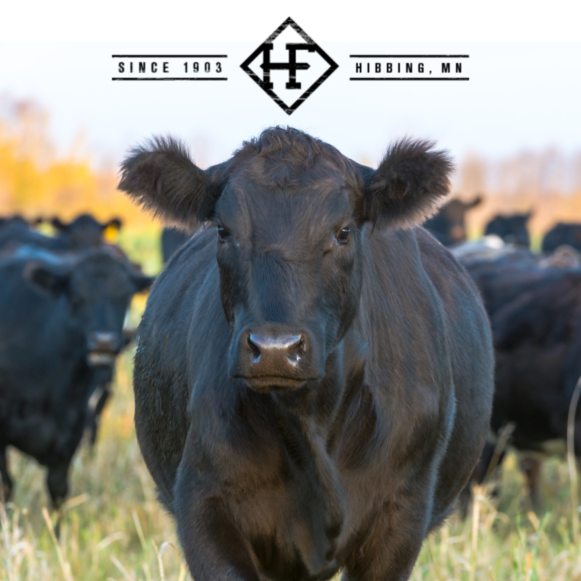 Helstrom Farms Minnesota grass fed beef