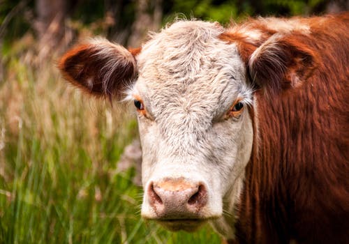Where to buy grass fed beef locally - Helstrom Farms